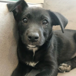 Meet your Posher, Penelope